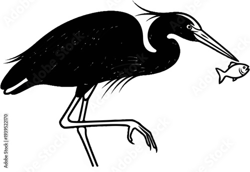 A black heron with white markings on its neck catches a small fish