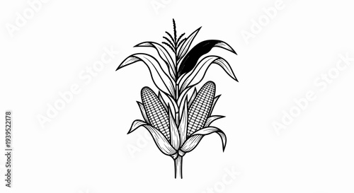 Engraved black and white illustration of two corn cobs on a stalk