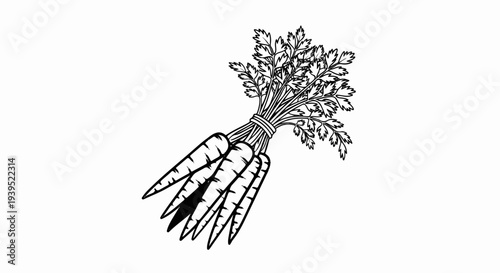 Line art sketch of a bunch of carrots with green leafy tops