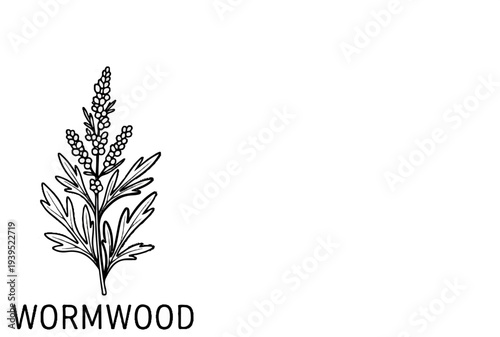 Delicate black and white line drawing of a flowering plant stalk with leaves below