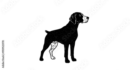 Black and white illustration of a German Shorthaired Pointer standing alertly