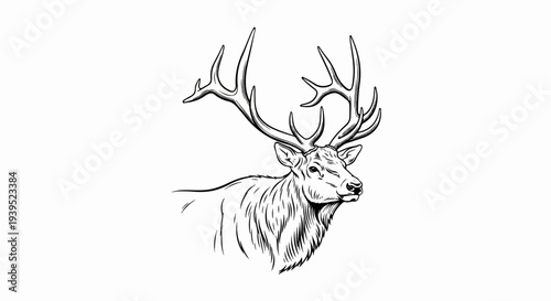Detailed ink sketch of a majestic stag with large, ornate antlers against a white background