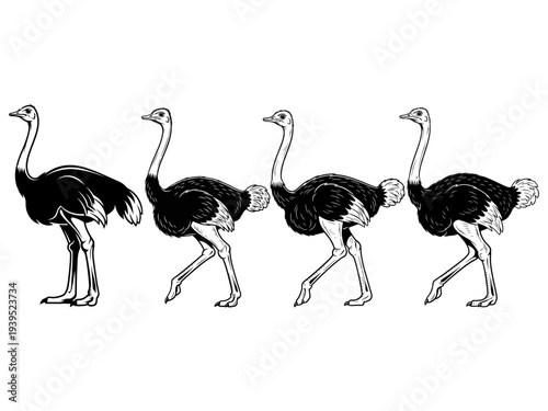Ostrich black and white vector