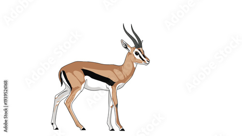 Detailed illustration of a Thompson's gazelle standing gracefully on a white background, highlighting its distinctive markings.