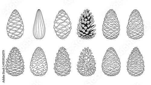 Detailed collection of various pine cones in black and white line art showing different shapes and scale textures.
