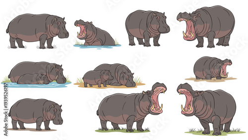 Set of hippopotamus illustrations showing the animal in different poses such as standing, swimming, and opening its mouth wide.