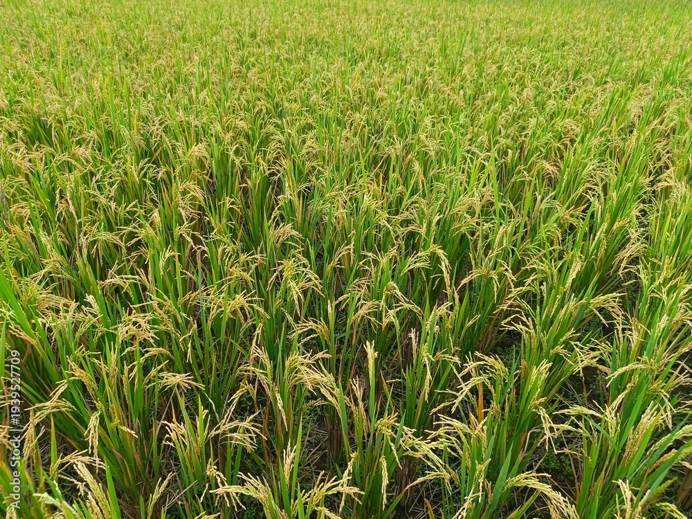 Obraz premium Lush and vibrant green rice field, with ripening golden grains ready for harvest, stretching across a vast agricultural landscape under natural light