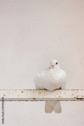White dove perched on a rusty steel bar