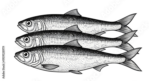 Three Sardines in a Row, Vintage Illustration Style
