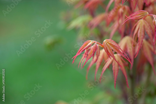 closeup on maple leaf in tree growing in spring in a garden on green background