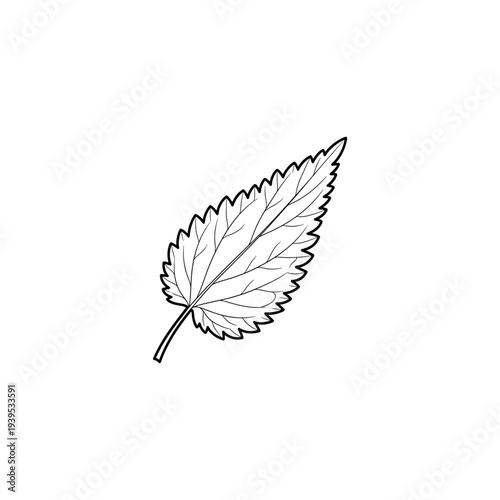 Outline drawing of a single mint leaf on white background  