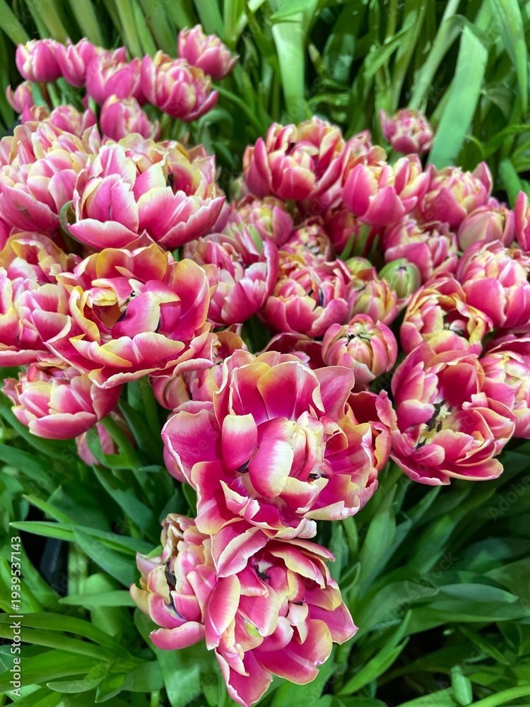 Obraz premium Double pink tulip flowers blooming in trays at garden center, lush spring tulip blossoms with green leaves, decorative potted plants display for gardening and seasonal floral background. 