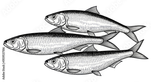 School of Sardines Swimming Together Artistic Illustration