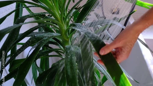 A woman in an apron washes the yucca, dracaena houseplant from the shower in the bathroom. Care of potted plants, watering, dusting, humidification