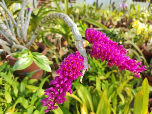 Dendrobium secundum purple orchid