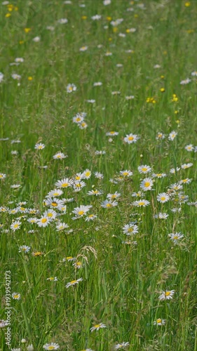 Wallpaper Mural A Beautiful Wildflower Meadow in Full Bloom, Showcasing Natures Vibrant Colors and Flora Torontodigital.ca