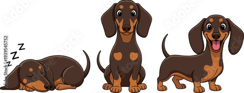 Cute dachshund dog cartoon vector set showing sleeping sitting and standing sausage dog character isolated illustration