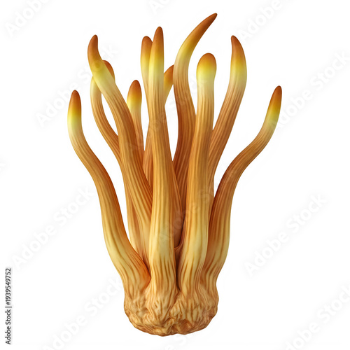 Orange Coral Reef Isolated on Transparent White Background