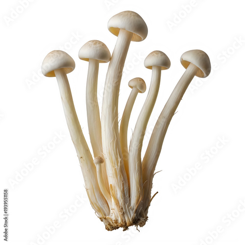 White Mushrooms Growing on Soil Isolated on Transparent White Background