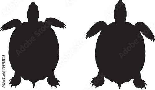 Silhouette of two turtles from above