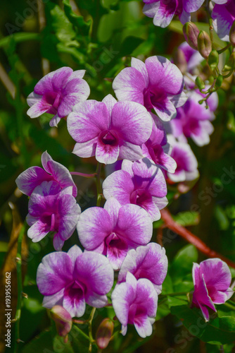 Vibrant Pink and White Dendrobium Orchid Flowers in Tropical Garden