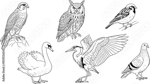 Hand Drawn Bird Illustration Set with Owl Falcon Swan Heron and Pigeon Vintage Wildlife Sketch Collection