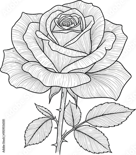 Detailed line art illustration of a blooming rose with stem and leaves