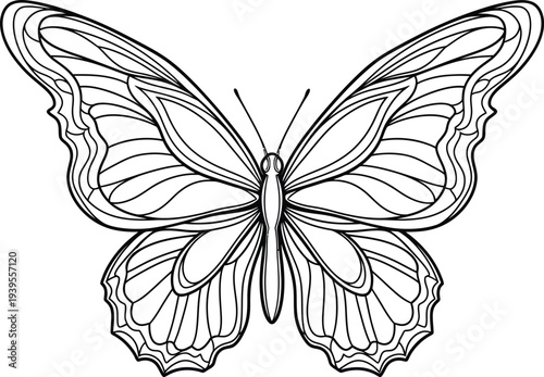 Detailed line art illustration of a symmetrical butterfly with open wings