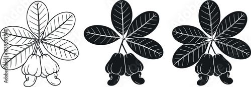 Hand drawn cashew nut branch with leaves vector set botanical line art organic food ingredient illustration collection