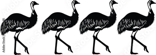Emu bird silhouettes walking set, black and white vector illustration of large flightless bird isolated on white wildlife background