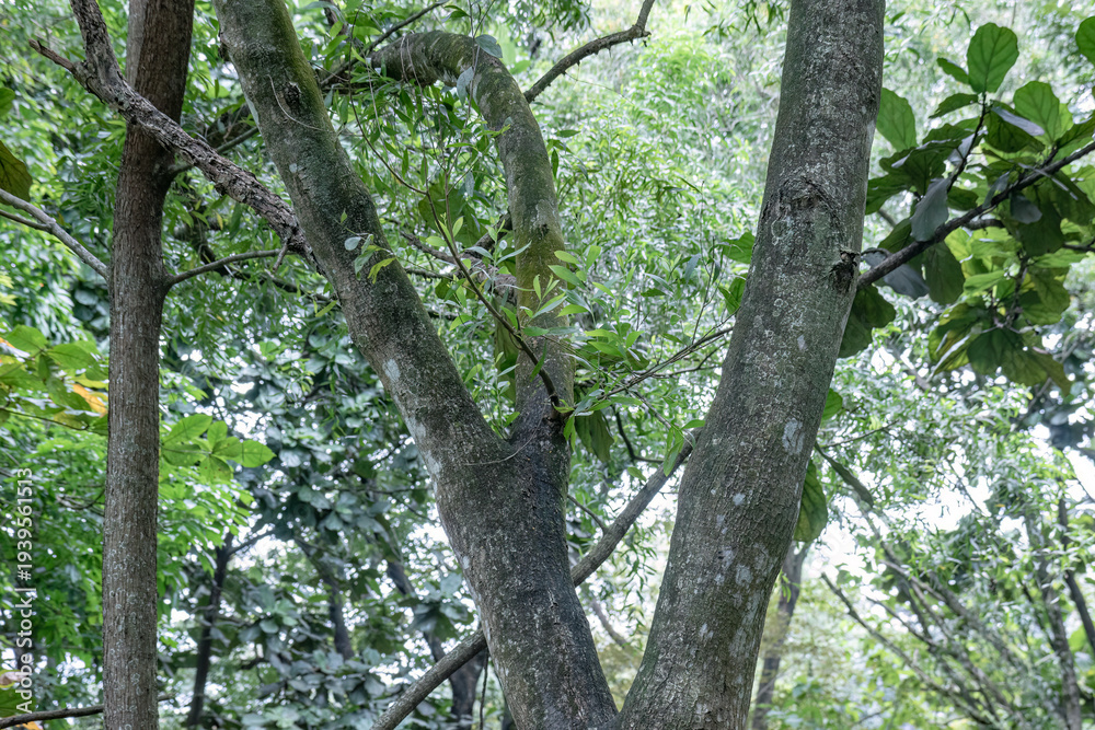 Fototapeta premium Forking woodland trunk amid layered tropical foliage. Mature arboreal form with branching bark structure. Natural forest detail showing split stem composition. 
