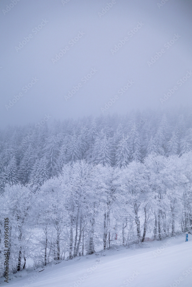 Fototapeta premium snow covered trees