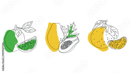 Minimalist vector exotic fruit collection in handmade style.