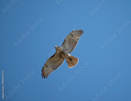 Red Tailed Hawk