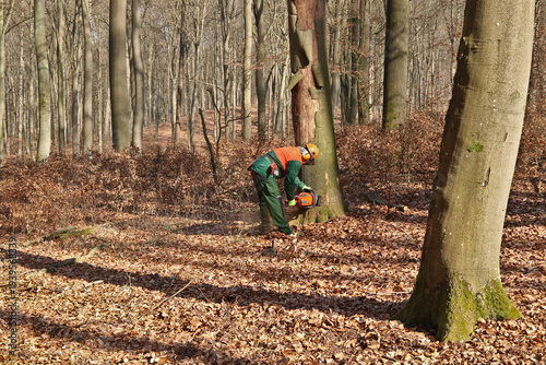 Holzfäller mit Kettensäge bei der Arbeit