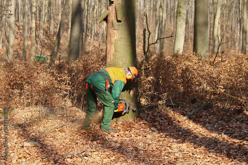 Holzfäller mit Kettensäge bei der Arbeit