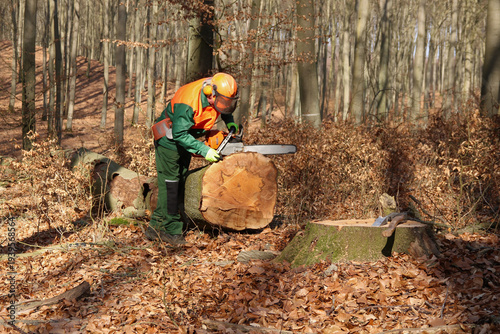 Holzfäller mit Kettensäge bei der Arbeit