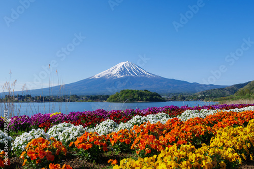 Photography (Photo) Oishi Park in Lake Kawaguchi
