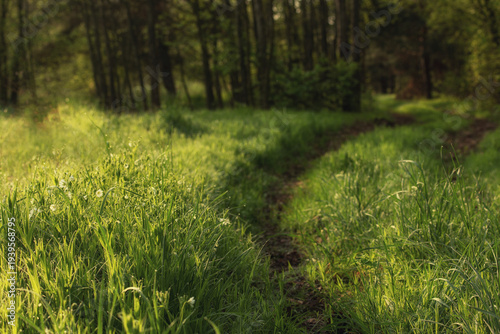 Sunlit forest path winding through lush green grass with dew drops