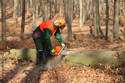 Holzfäller mit Kettensäge bei der Arbeit