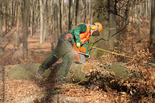 Holzfäller mit Kettensäge bei der Arbeit