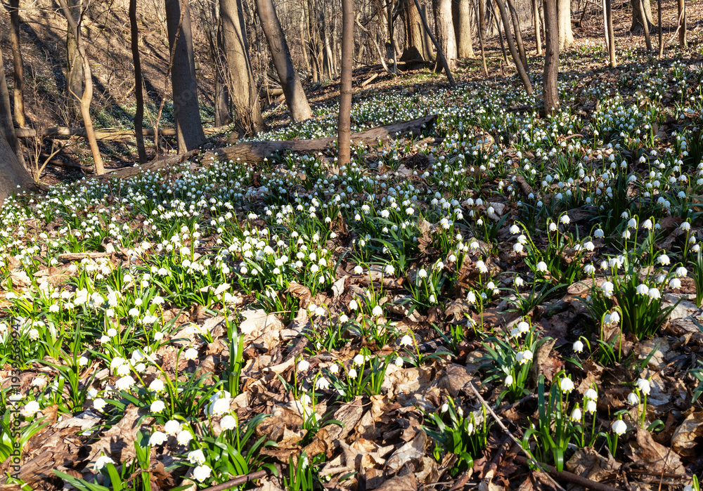 Naklejka premium Märzenbecher