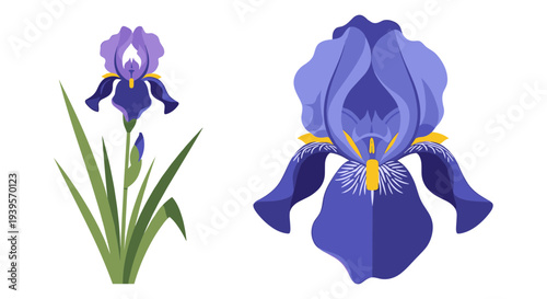 Wallpaper Mural Vibrant purple and blue iris flower vector illustration with green leaves, perfect for spring and garden-themed designs, botanical art, or floral backgrounds. Torontodigital.ca