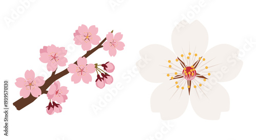 Delicate Pink Cherry Blossom Branch and Single White Sakura Flower Vector Illustration Set for Spring Designs and Asian Culture Themes