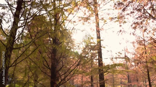 Wallpaper Mural Golden Sunlight Filtering Through Autumn Forest Canopy Torontodigital.ca