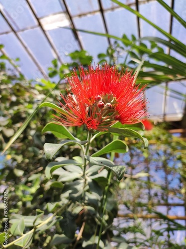 Metrosideros collina (Vunga) red flower in greenhouse