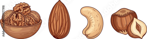 Mixed nuts collection walnut almond cashew hazelnut vector illustration healthy snack food ingredient detailed realistic style