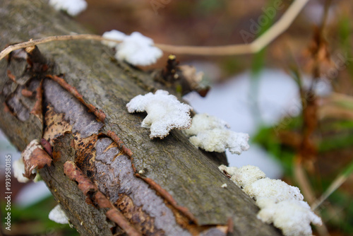 Konstfotografi Small white tree fungi densely cover a fallen branch against the background of remaining snow and first spring grass