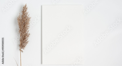 Elegant blank white canvas with dried pampas grass on wall