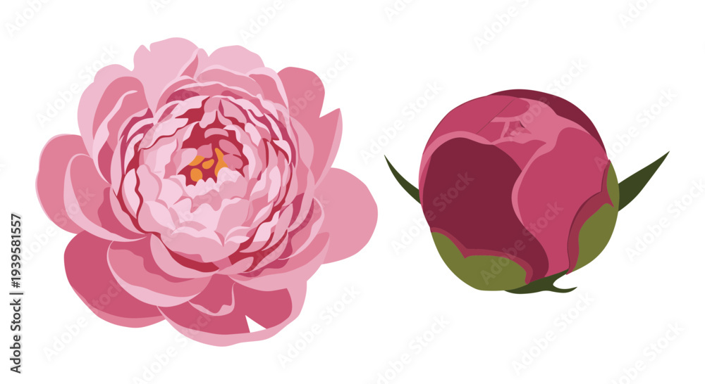 custom made wallpaper toronto digitalBeautiful Pink Peony Flower and Bud Vector Illustration Set for Spring and Summer Floral Designs, Wedding Invitations, and Botanical Graphics